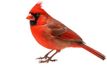 Northern Cardinal Red Bird Isolated On Transparent Background PNG. Generative AI