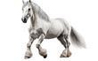 Percheron White Horse in Portrait Isolated on Transparent Background PNG. Generative AI