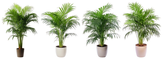 tropical house parlor parlm plant in modern pot or vase isolated on transparent background generativ