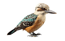 Australian Kookaburra Bird With Mixed Colors Isolated On Transparent Background PNG. Generative AI