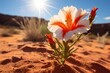 a desert flower blooming under midday sun