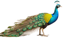 Standing An Indian Peafowl Pave Cock Bird Isolated On Transparent Background PNG. Generative AI