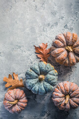 Wall Mural - Pumpkins on grey background, autumn home decoration. Thanksgiving, Halloween and harvesting concept