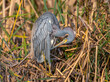 Tricolored Heron in a Texas Wetland