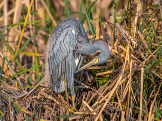 Wall Mural - Tricolored Heron in a Texas Wetland