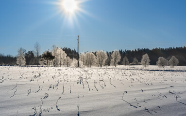 Wall Mural - Cold bright winter day. Frosted trees and snowy field in bright sunlight