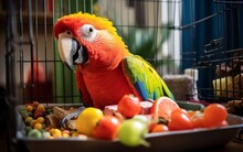 Parrot Enjoying A Mealtime Feast With Colorful Toys