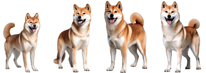 Wall Mural - Smiling adult shiba inu dog, pedigree dog breed isolated on transparent background generative ai