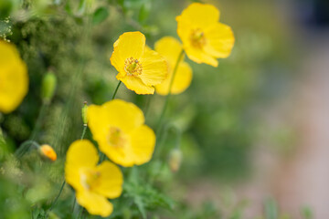 Wall Mural - Bright yellow forest poppy with soft bokeh - Meconopsis cambrica