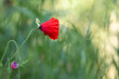 Bright red poppy against a green grass background
