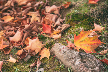 Wall Mural - Closeup of fallen autumn maple tree leaves on the ground. 