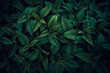 Green Jerusalem Artichoke leaves pattern