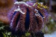 blue tuxedo urchin long tentacle, fluorescent animal agglutinate debris in reef marine aquarium, popular easy pet for beginner aquarist, live rock ecosystem in LED actinic blue light, glass refraction