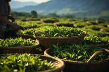 .workers Gathering Ceylon Tea On Green Plantation