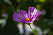 Purple Cosmos Flower In The Sunlight.