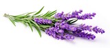 Fototapeta  - Isolated bouquet of lavender flowers and leaves for alternative medicine design