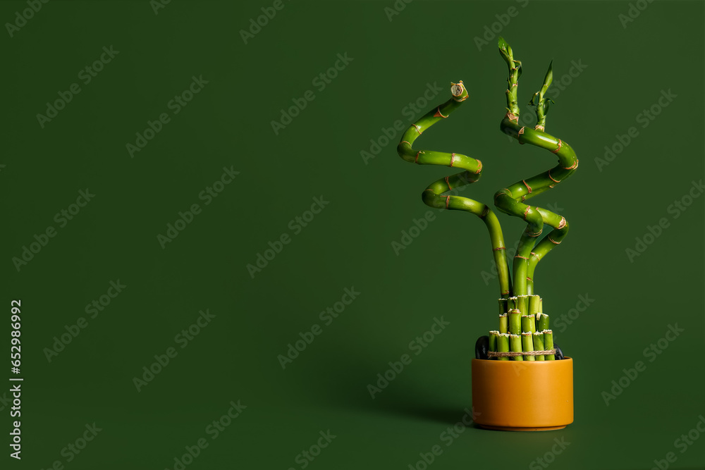 Bamboo plant in pot on green background