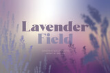 Fototapeta Lawenda - Lavender Field, decorative vector background. Background graphics with elements.
