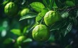 Bergamot on a tree with green leaves. Generative AI