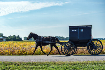 Sticker - Amish horse and buggy with soybean field