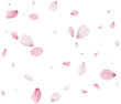 Cherry petals, unobtrusive festive background.