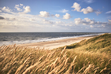 wide golden dune at danish north sea coast. high quality photo