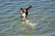 Osprey dives into river to snag a fish