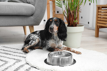 Wall Mural - Cute cocker spaniel with bowl of water lying in living room