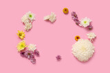 Fototapeta Lawenda - Frame made of beautiful chrysanthemum flowers on pink background