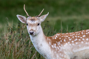 Aufkleber - A half portrait of a fallow young deer Pickett. It is staring forward looking at the camera and has blades of grass in his mouth