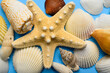 Colorful sea shell background with a starfish