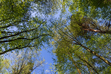 young foliage on deciduous trees in the forest in the spring season