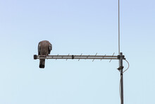 A Pigeon Sits On A Roof Antenna With Its Head Turned Back