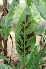 Poster - leaf in the garden