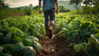 farmer walking in field of vegetable from behind, thriving field of green organic vegetables ,organic soil farming with copy space