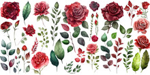 Set Of Rose Flower Decor Red Color ,Watercolor, Spring Collection Of Hand Drawn Flowers , Botanic Cut Out Transparent Isolated On White Background ,PNG File ,artwork Graphic Design Illustration.