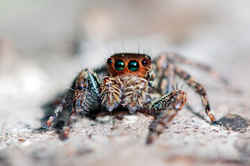 Wall Mural - jumping spiders are a group of spiders that constitute the family salticidae