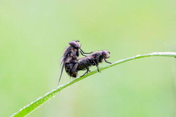 Wall Mural - flies mate on a plant stem.