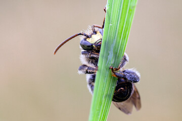 Wall Mural - a bee sleeping on a green leaf of grass