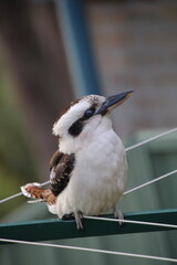 Wall Mural - Laughing Kookaburra Dacelo novaeguineae perched on a clothesline