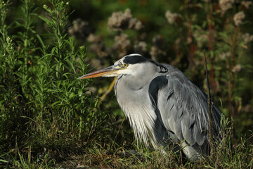 Poster - A Grey Heron, Ardea cinerea, resting on the bank at the edge of a lake.