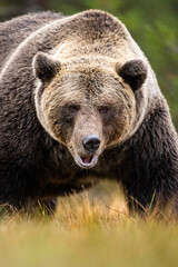 Wall Mural - big male brown bear portrait in the autumn