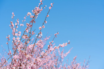 Wall Mural - flowers blossoms against clear blue sky