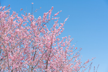 Wall Mural - flowers blossoms against clear blue sky
