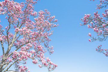 Wall Mural - flowers blossoms against clear blue sky