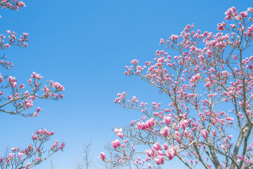 Wall Mural - flowers blossoms against clear blue sky