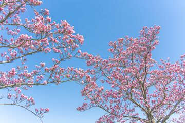 Wall Mural - flowers blossoms against clear blue sky