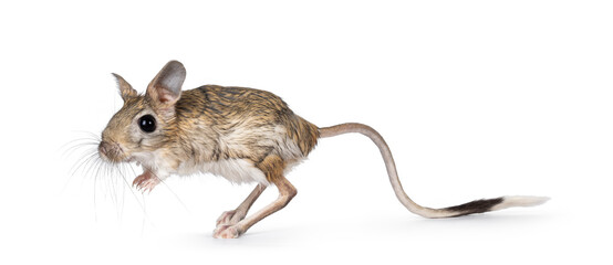 Poster - Senior greater Egyptian jerboa aka Jaculus orientalis, standing side ways. Looking away from camera. Isolated on a white background.