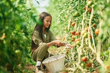 Wall Mural - Side view, working. Little girl is in the garden with tomatoes