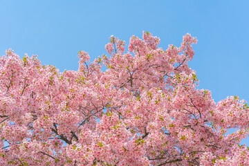 Wall Mural - flowers blossoms against clear blue sky